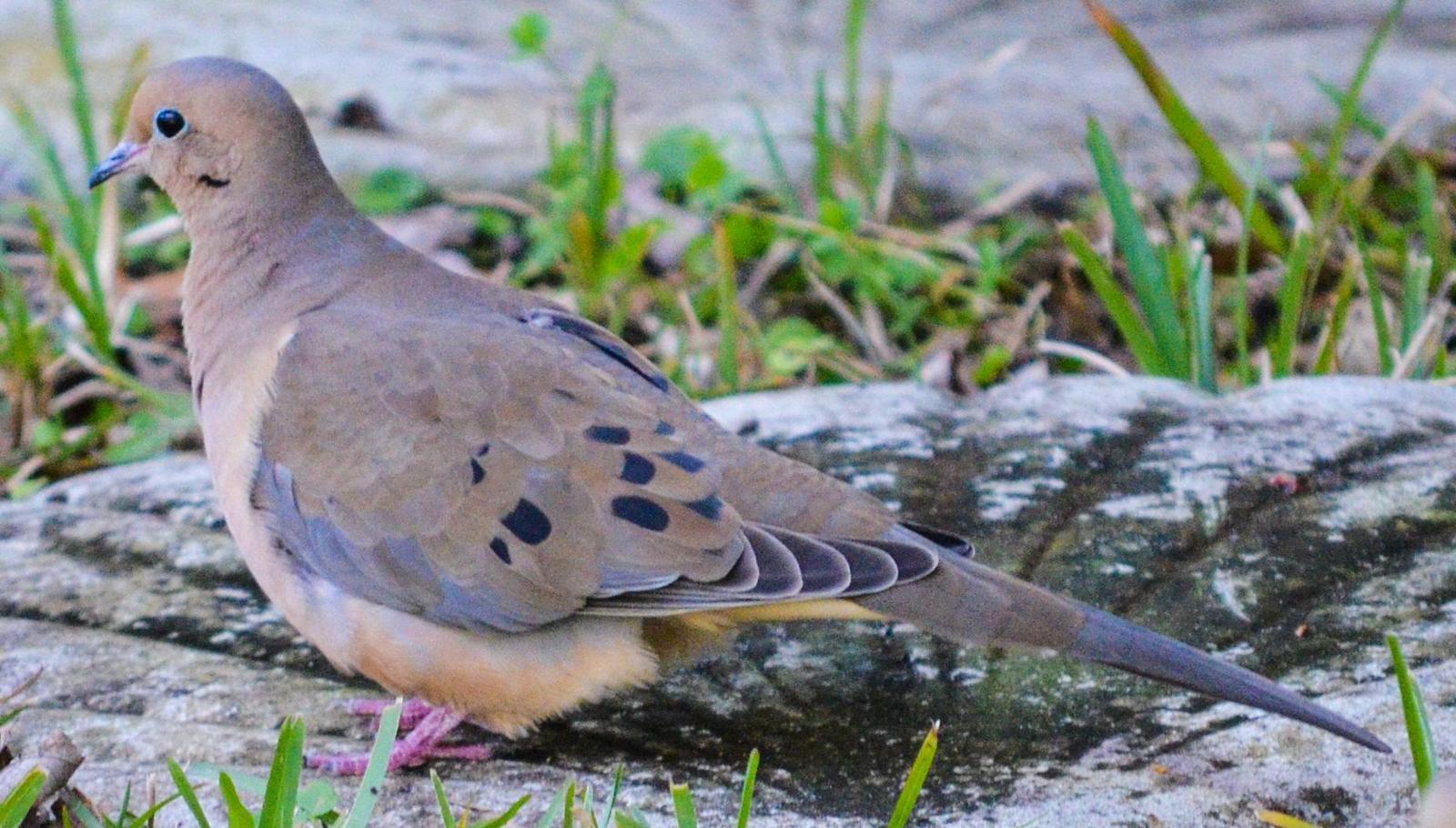 Mourning Dove Photo by Mike Ballentine