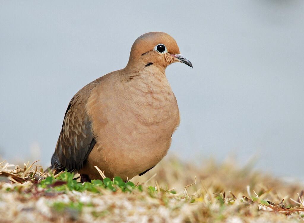 Mourning Dove Photo by Carol Foil