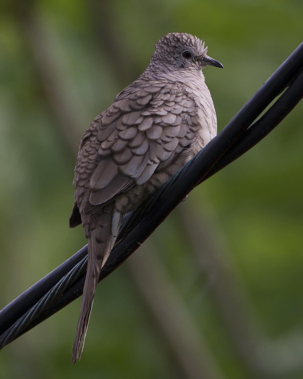 Inca Dove Photo by Bill Adams
