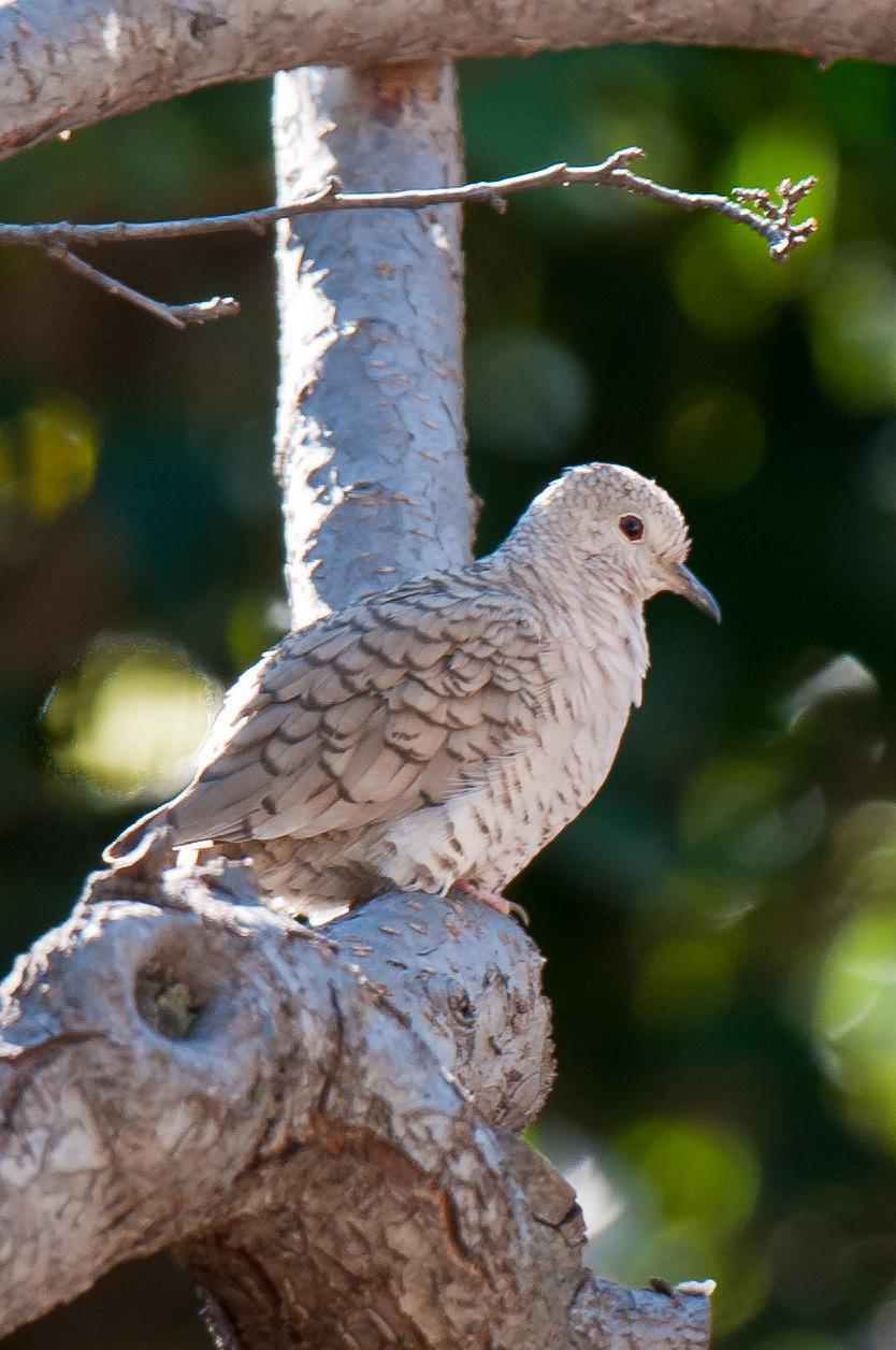 Inca Dove Photo by Mason Rose