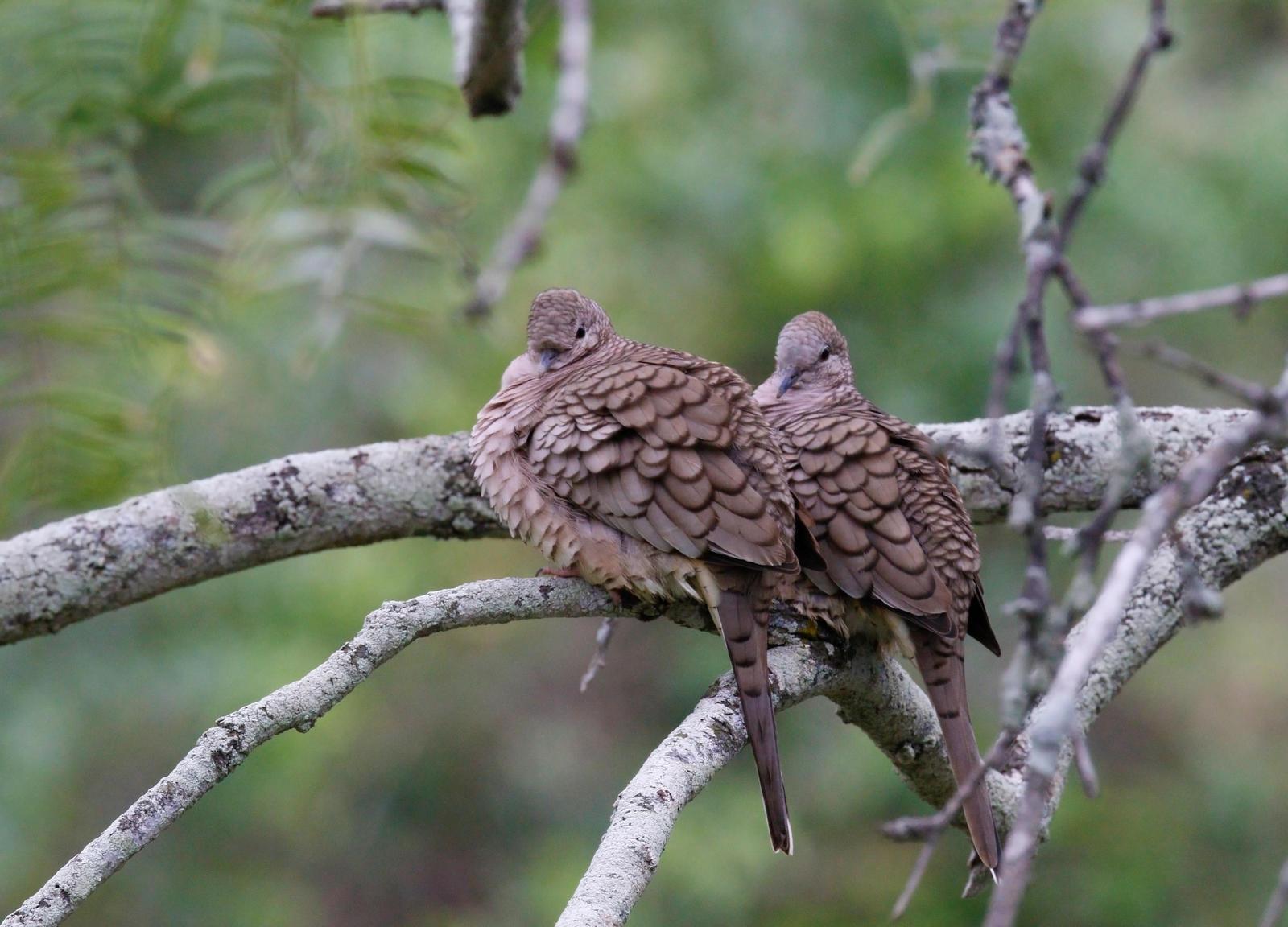 Inca Dove Photo by Emily Willoughby