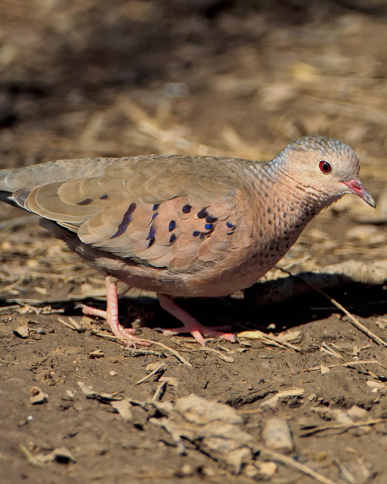 Common Ground Dove Photo by JC Knoll