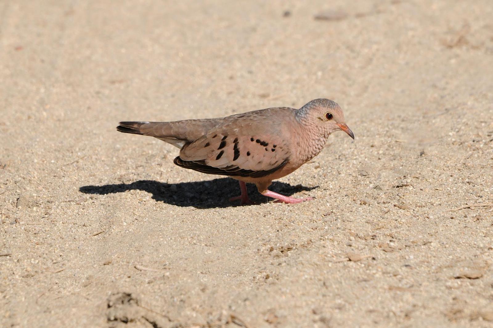 Common Ground Dove Photo by Steven Mlodinow