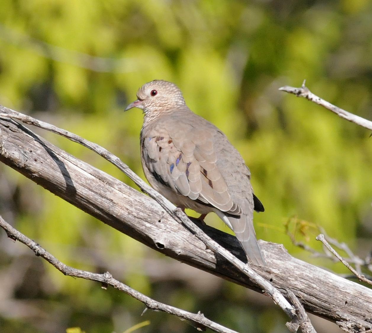 Common Ground Dove Photo by Steven Mlodinow