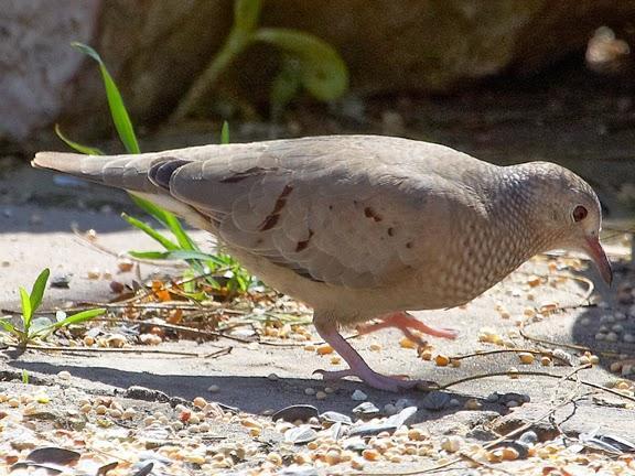 Common Ground Dove Photo by Dan Tallman