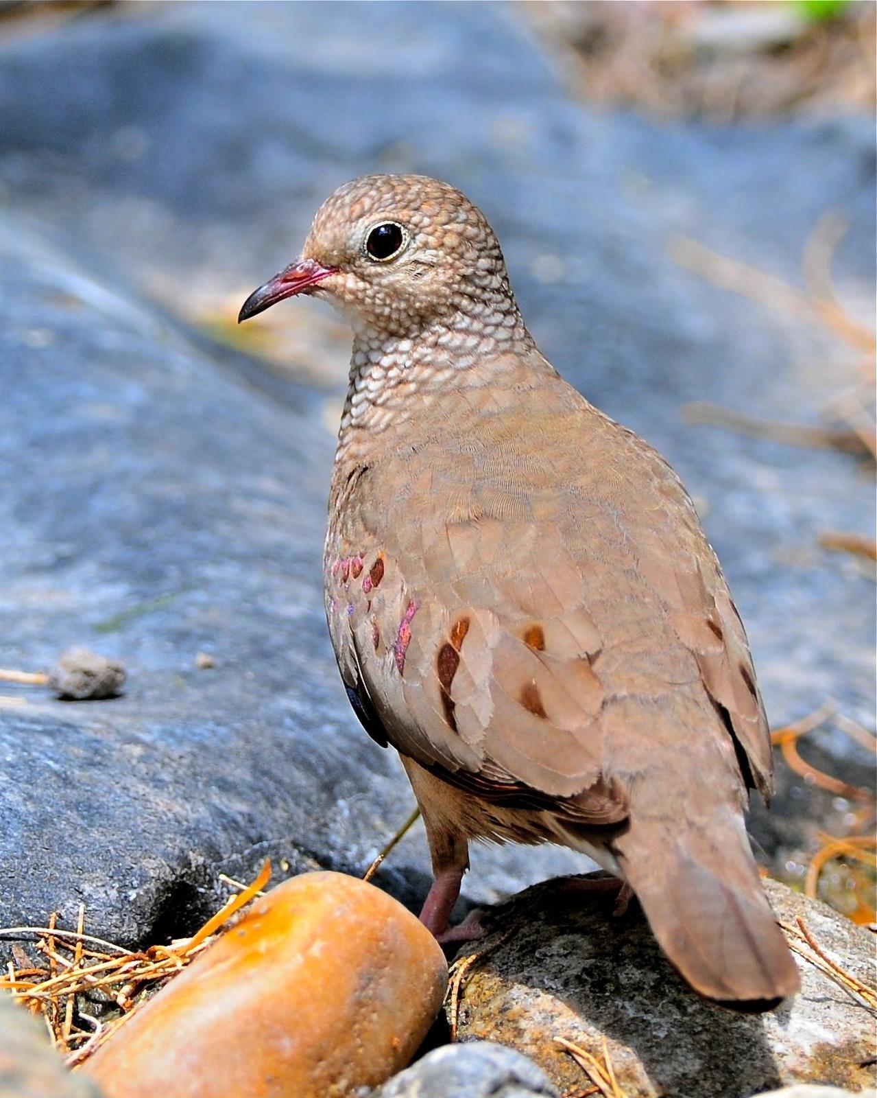 Common Ground Dove Photo by Gerald Friesen