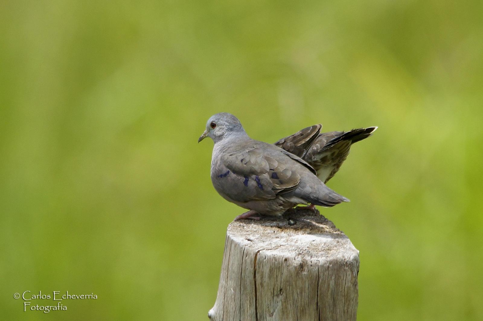 Plain-breasted Ground Dove Photo by Carlos Echeverría