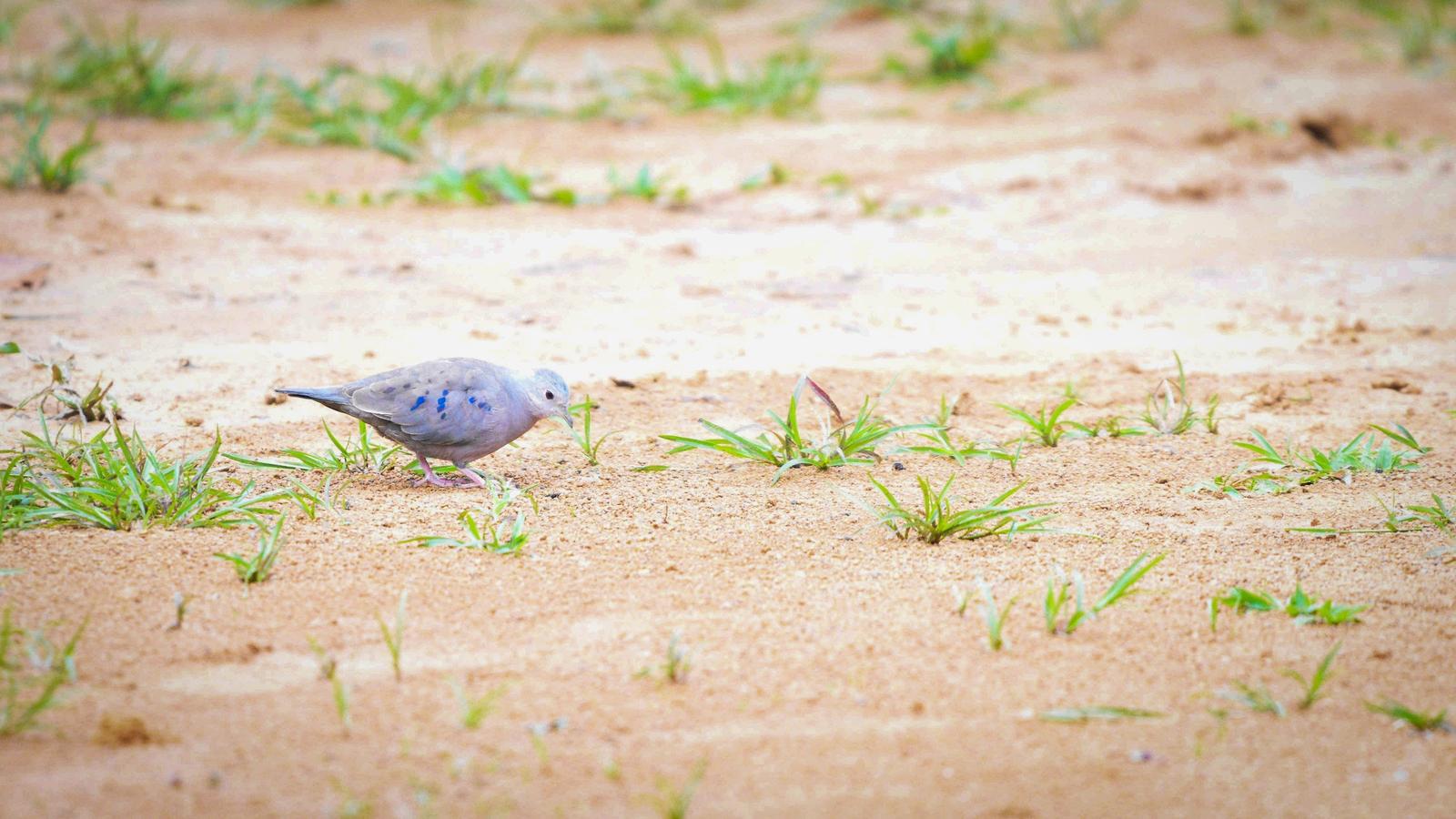 Plain-breasted Ground Dove Photo by Julio Delgado