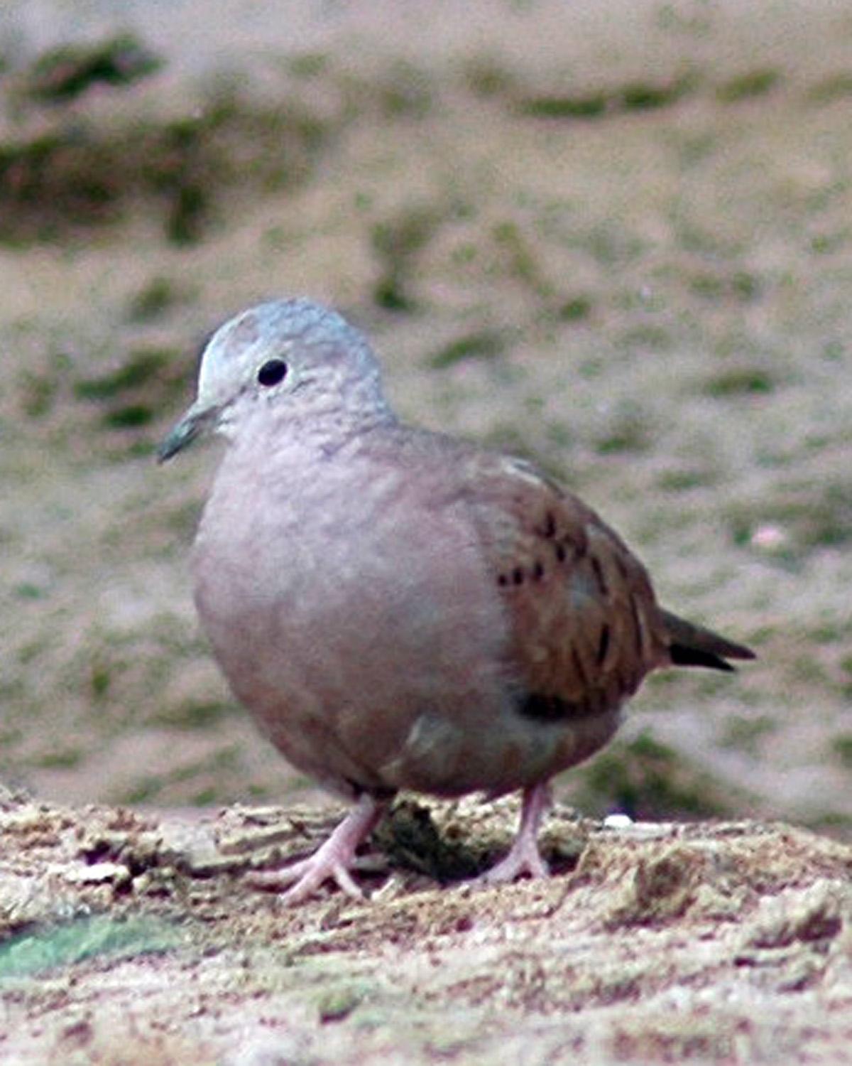 Ruddy Ground Dove Photo by Magill Weber