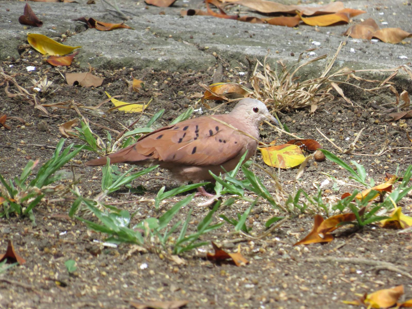 Ruddy Ground Dove Photo by Jeff Harding