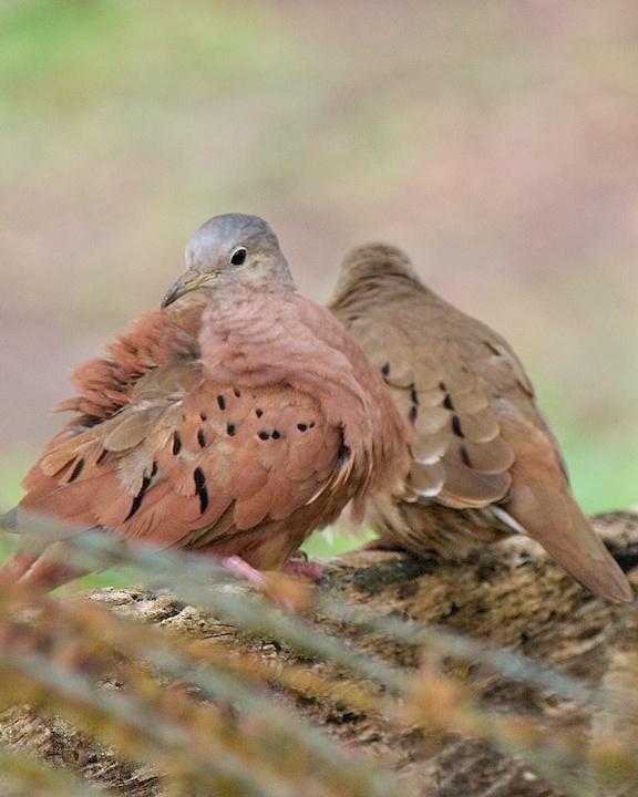 Ruddy Ground Dove Photo by Denis Rivard