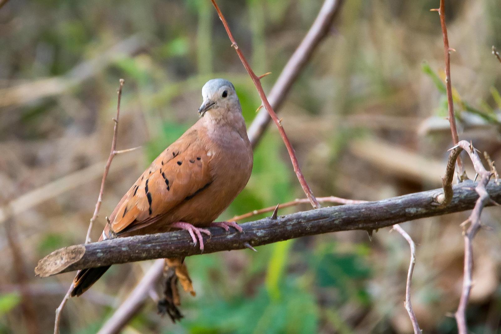 Ruddy Ground Dove Photo by Gerald Hoekstra
