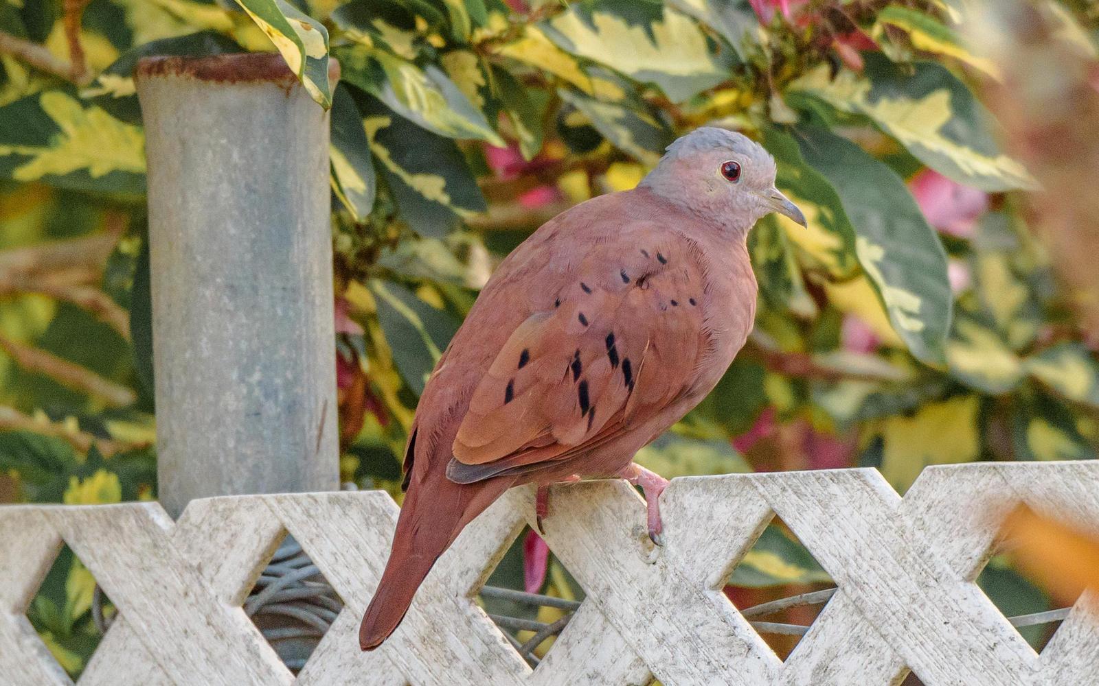 Ruddy Ground Dove Photo by Keshava Mysore