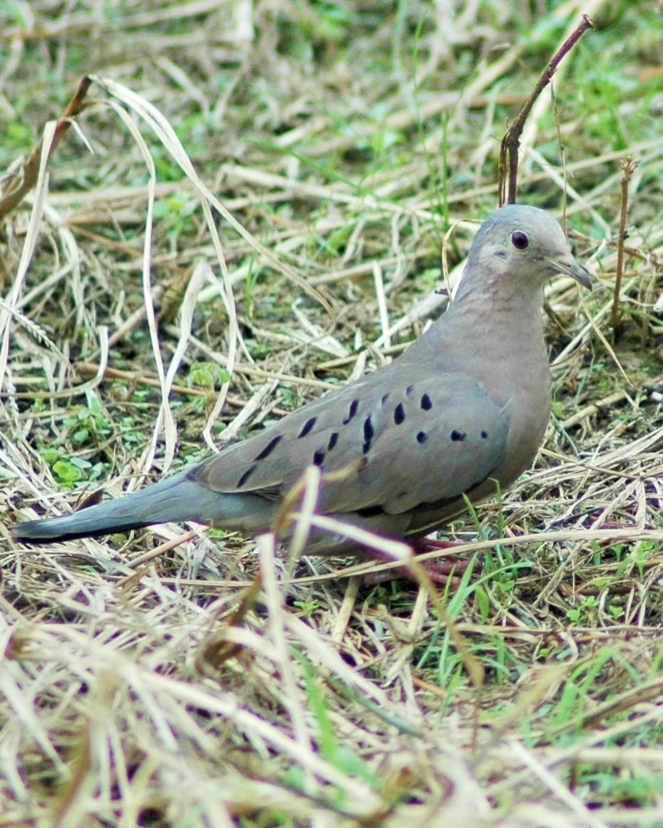 Ecuadorian Ground Dove Photo by David Hollie
