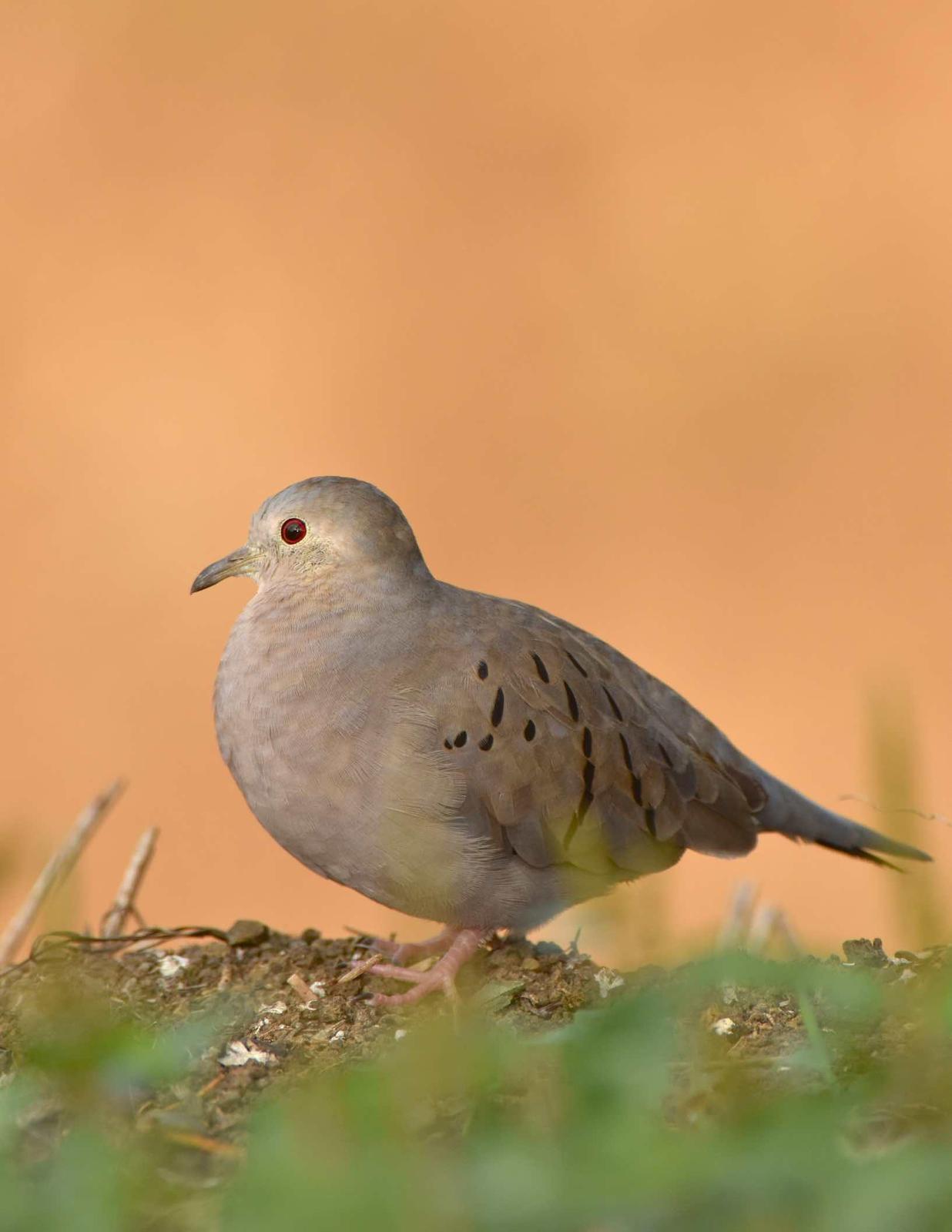 Ecuadorian Ground Dove Photo by Andrew Pittman