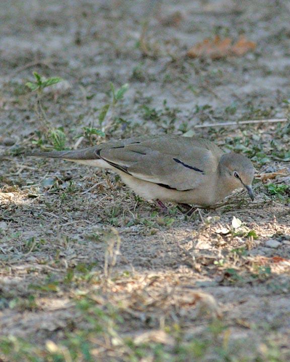 Picui Ground Dove Photo by Peter Boesman