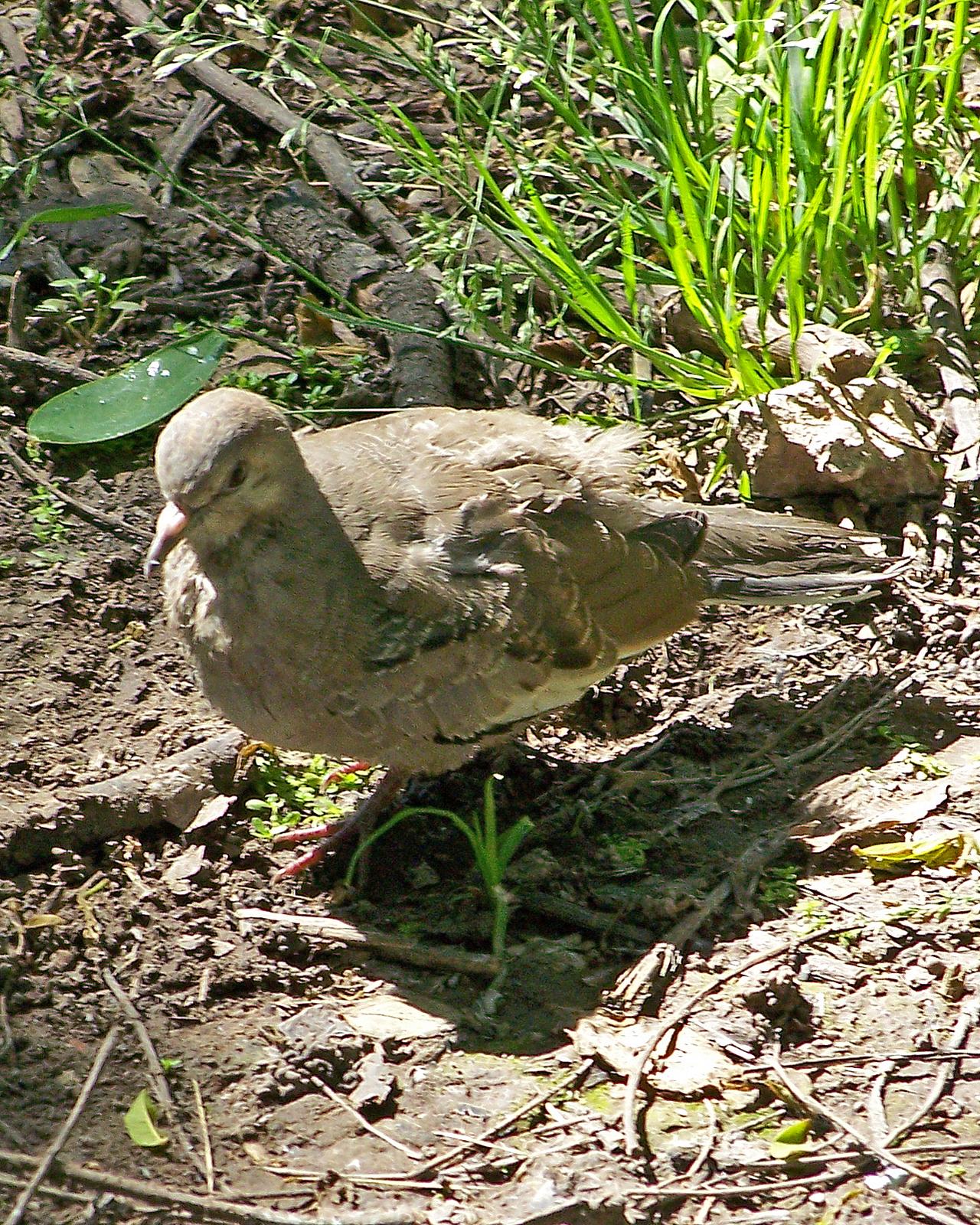 Picui Ground Dove Photo by Robert Polkinghorn