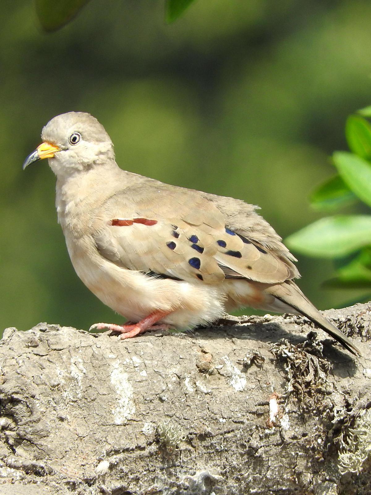Croaking Ground Dove Photo by Todd A. Watkins
