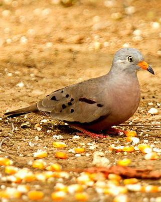 Croaking Ground Dove Photo by Francesco Veronesi