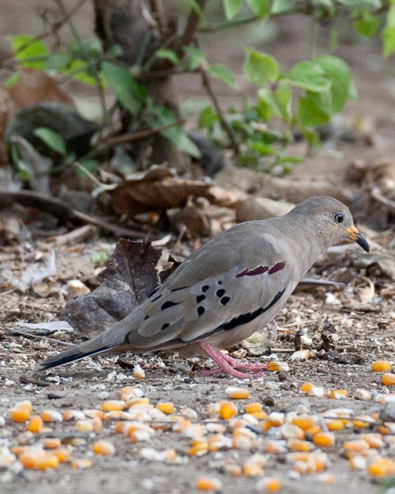 Croaking Ground Dove Photo by Robert Lewis
