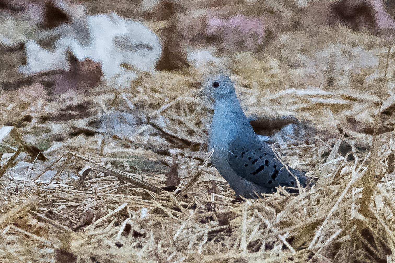 Blue Ground Dove Photo by Gerald Hoekstra