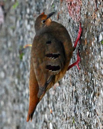 Maroon-chested Ground Dove Photo by Donna Schulman