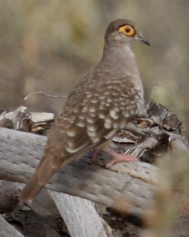 Bare-faced Ground Dove Photo by Marshall Iliff