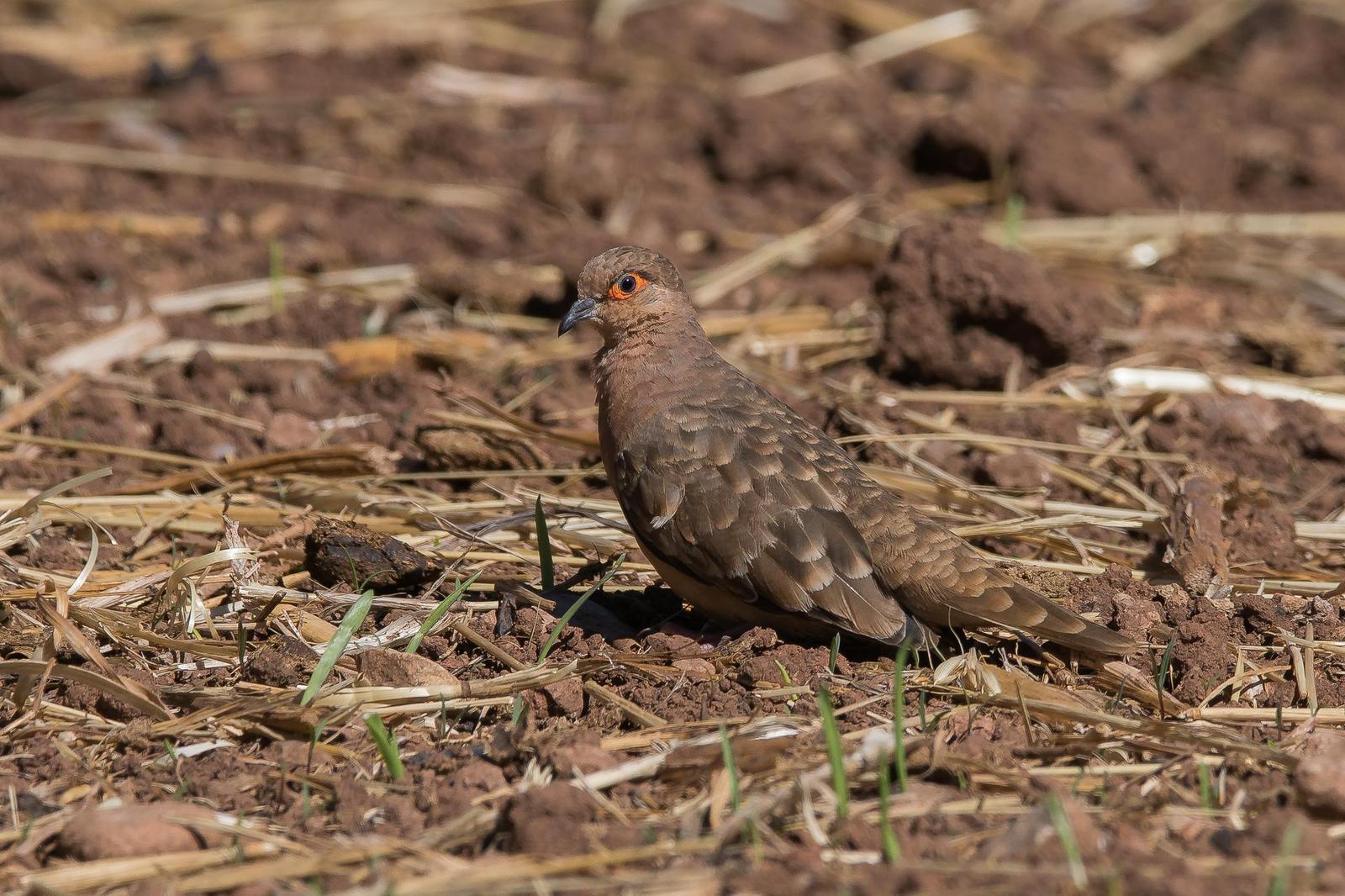 Bare-faced Ground Dove Photo by Gerald Hoekstra