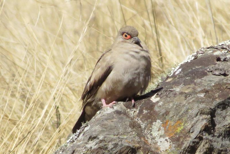 Bare-eyed Ground Dove Photo by Jeff Harding