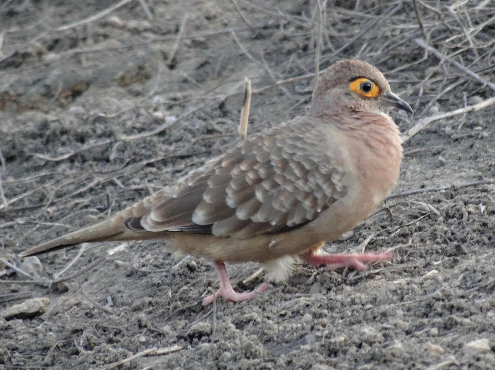 Bare-eyed Ground Dove Photo by Geraint Langford
