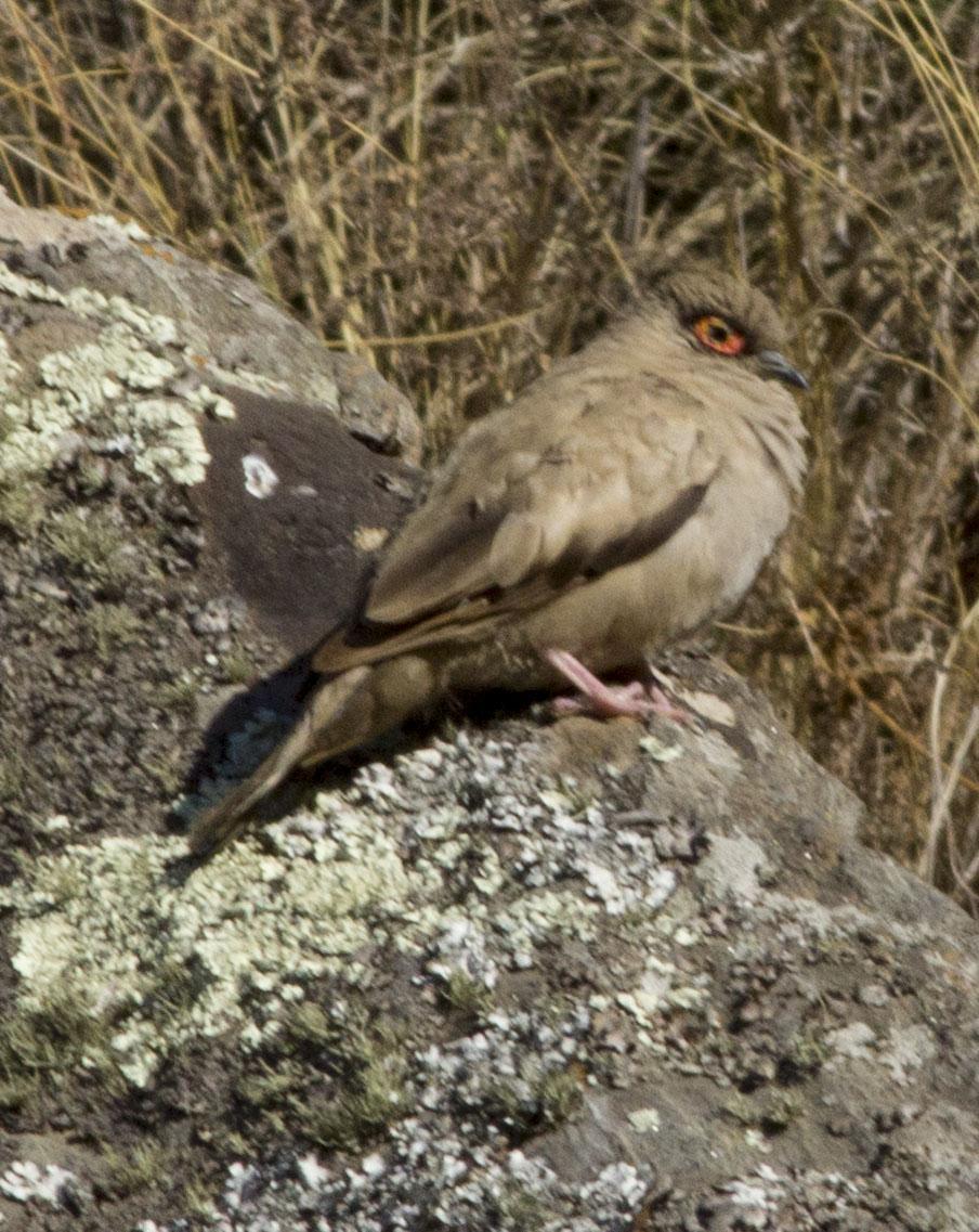 Bare-eyed Ground Dove Photo by Lee Harding