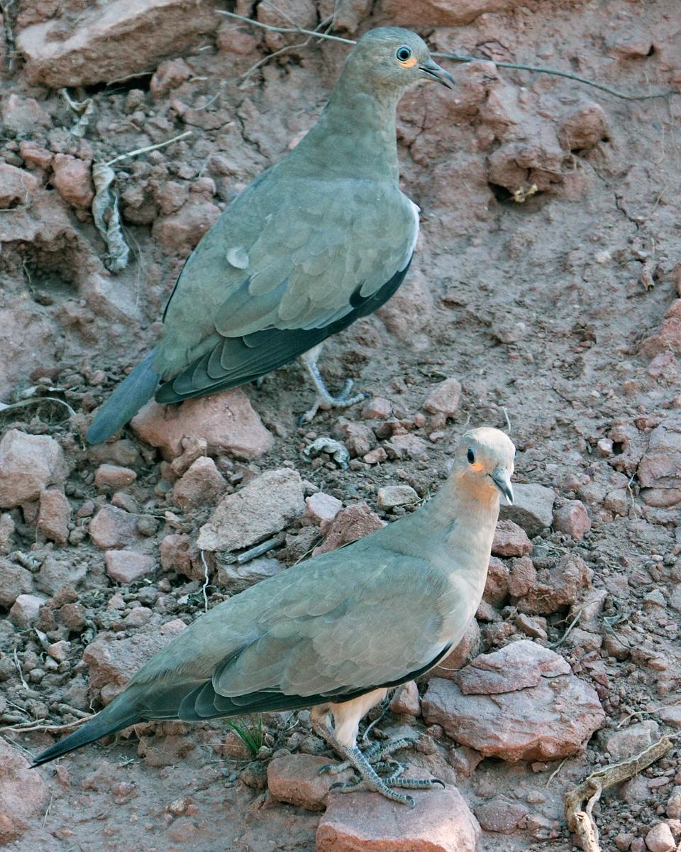 Black-winged Ground Dove Photo by Nick Athanas