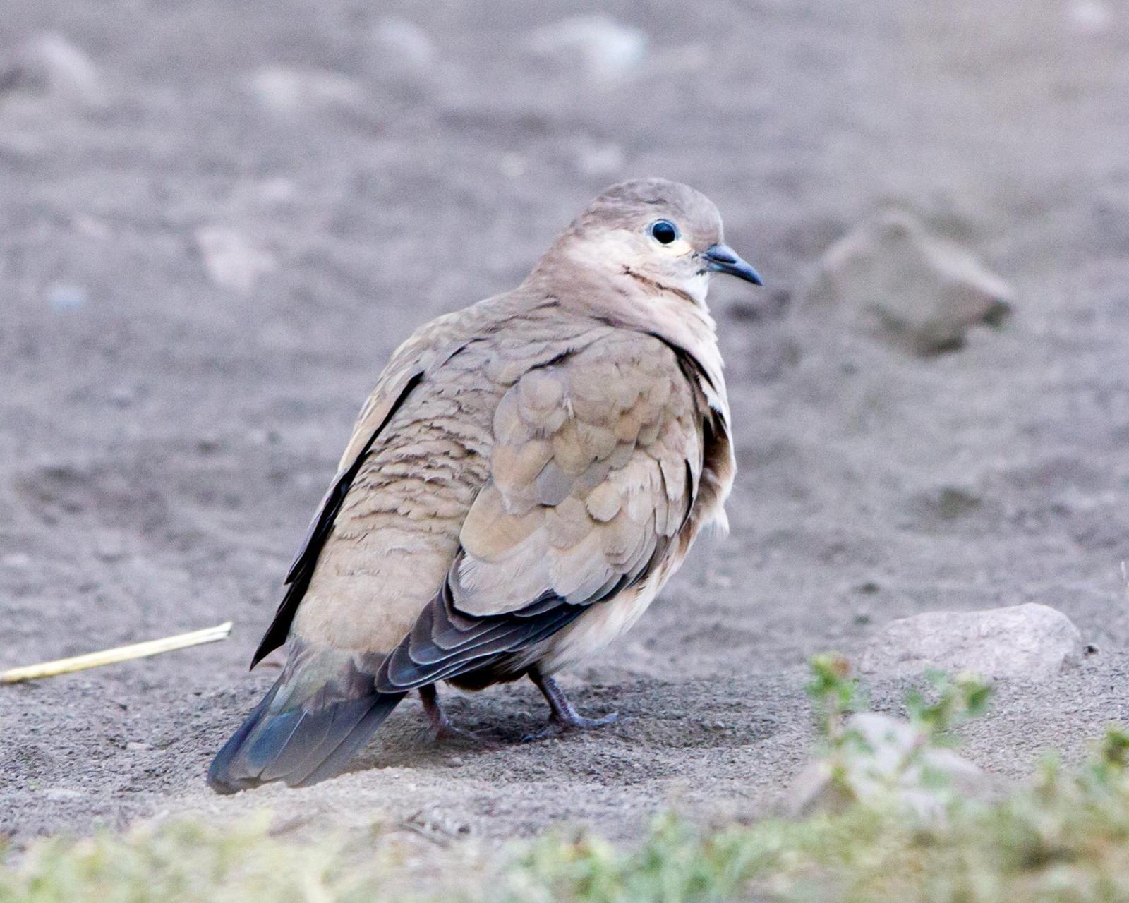 Black-winged Ground Dove Photo by Kevin Berkoff