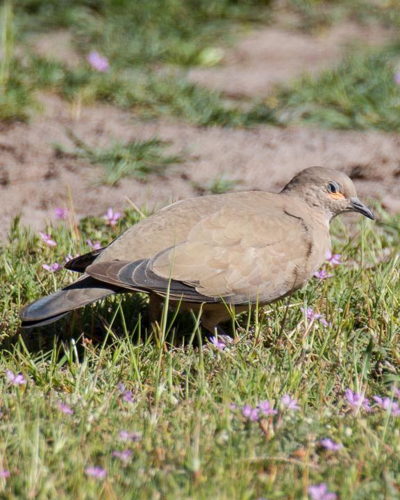 Black-winged Ground Dove Photo by Robert Lewis