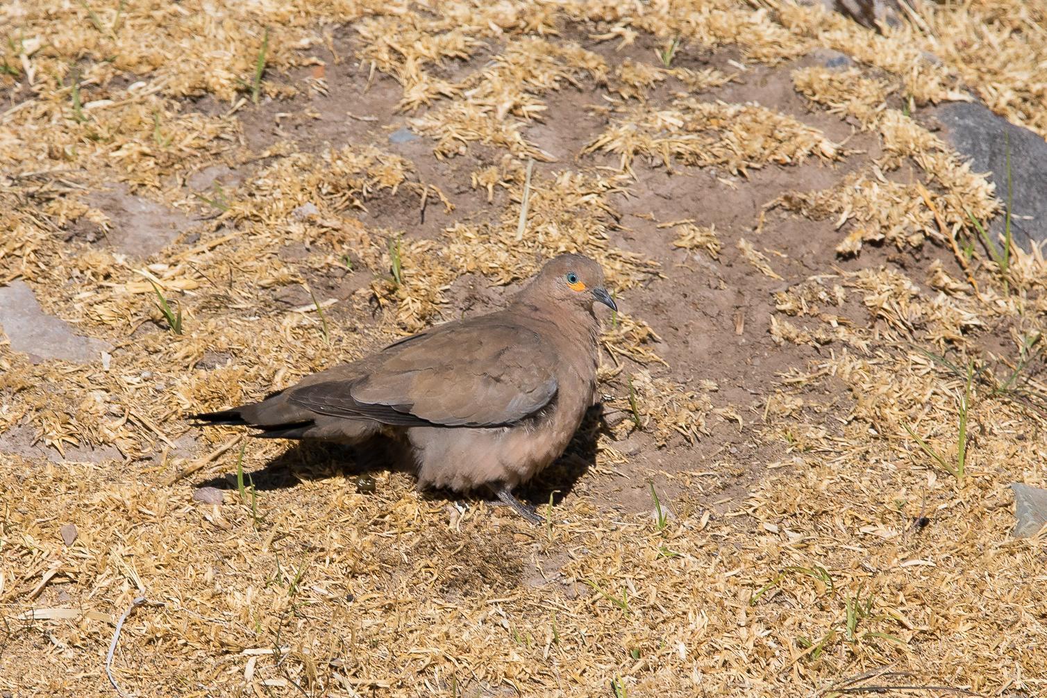 Black-winged Ground Dove Photo by Gerald Hoekstra