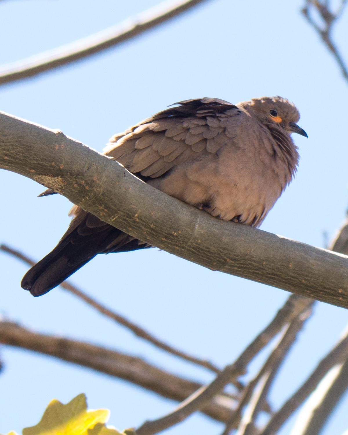 Black-winged Ground Dove Photo by Randy Siebert