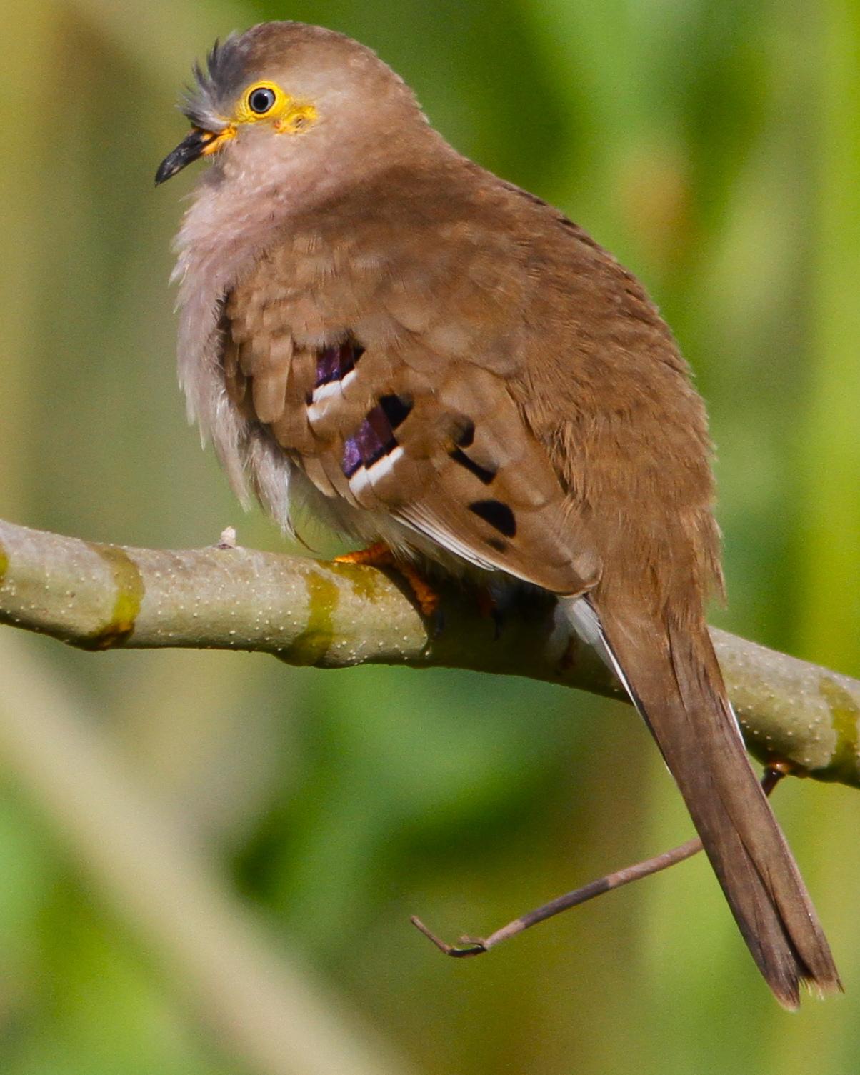 Long-tailed Ground Dove Photo by Marcelo Padua