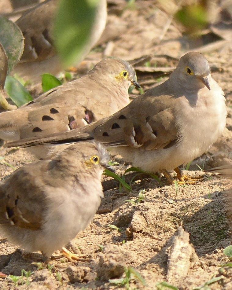 Long-tailed Ground Dove Photo by Richard C. Hoyer