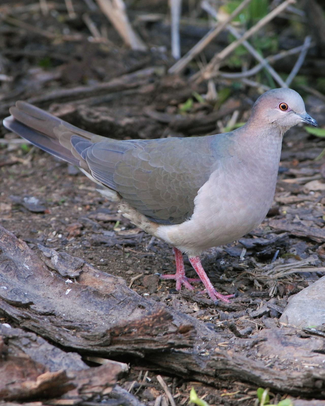White-tipped Dove Photo by David Hollie