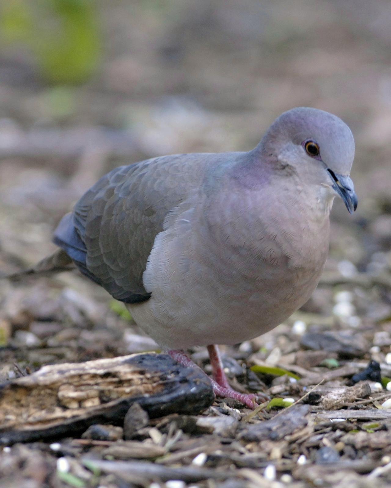 White-tipped Dove Photo by David Hollie