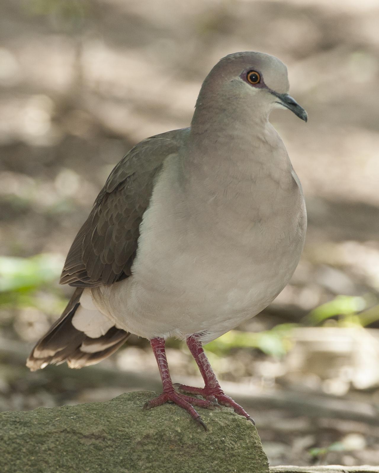 White-tipped Dove Photo by Jeff Moore