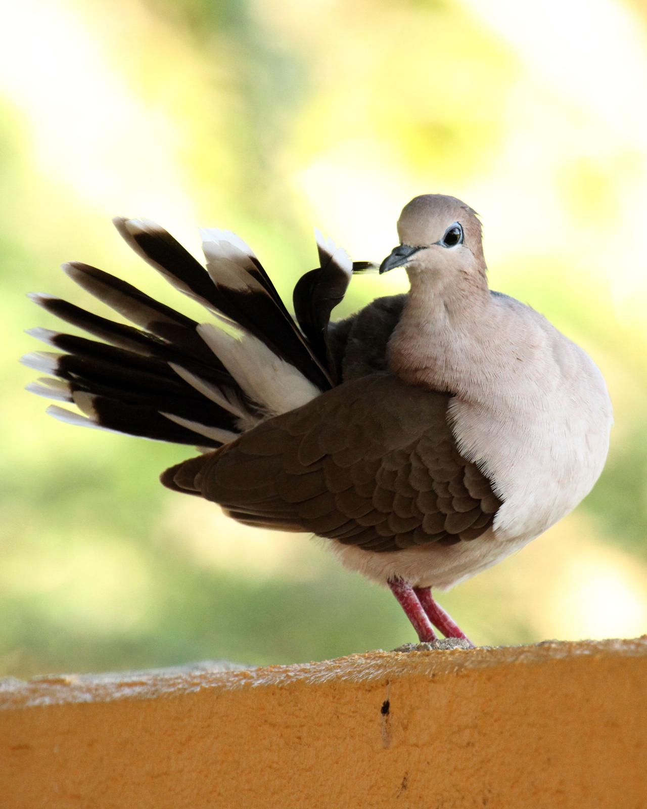 White-tipped Dove Photo by Cathy Sheeter
