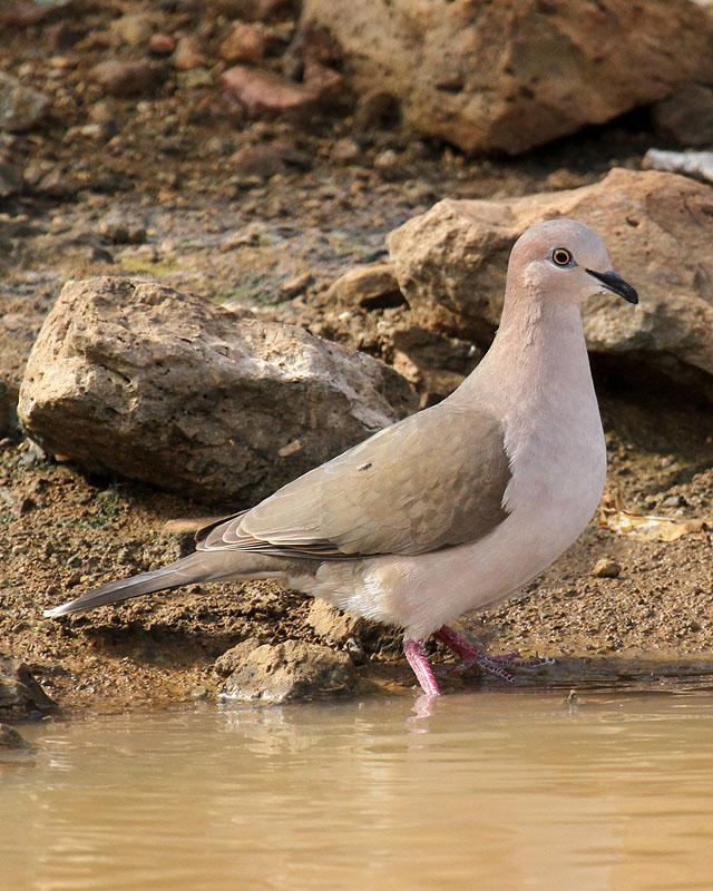 White-tipped Dove Photo by Cathy Sheeter