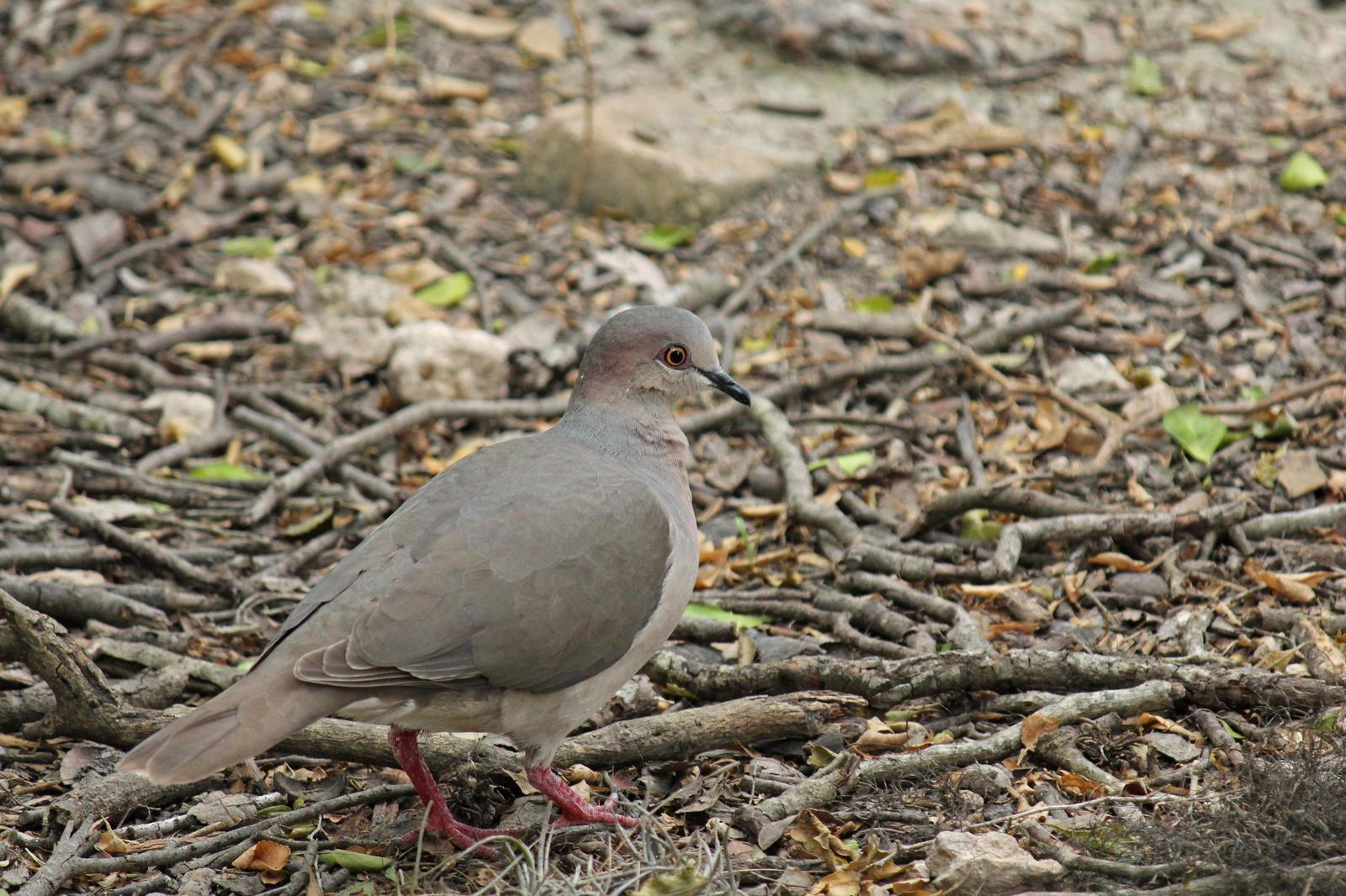 White-tipped Dove Photo by Kristy Baker