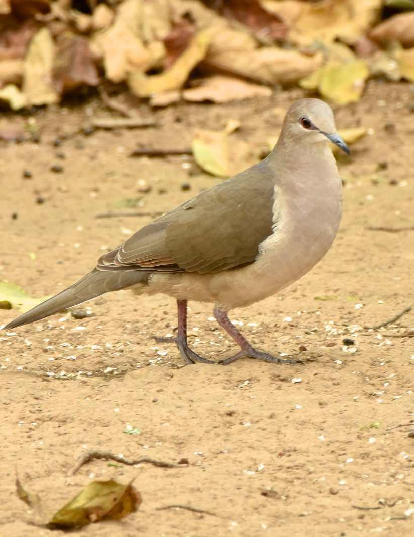 White-tipped Dove Photo by Andrew Pittman
