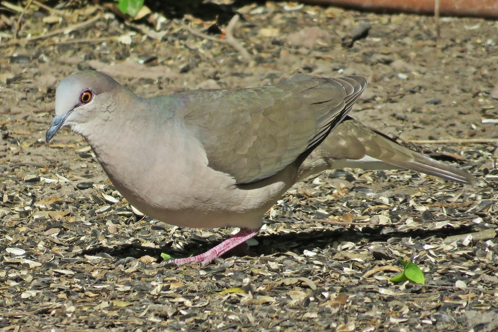 White-tipped Dove Photo by Bob Neugebauer