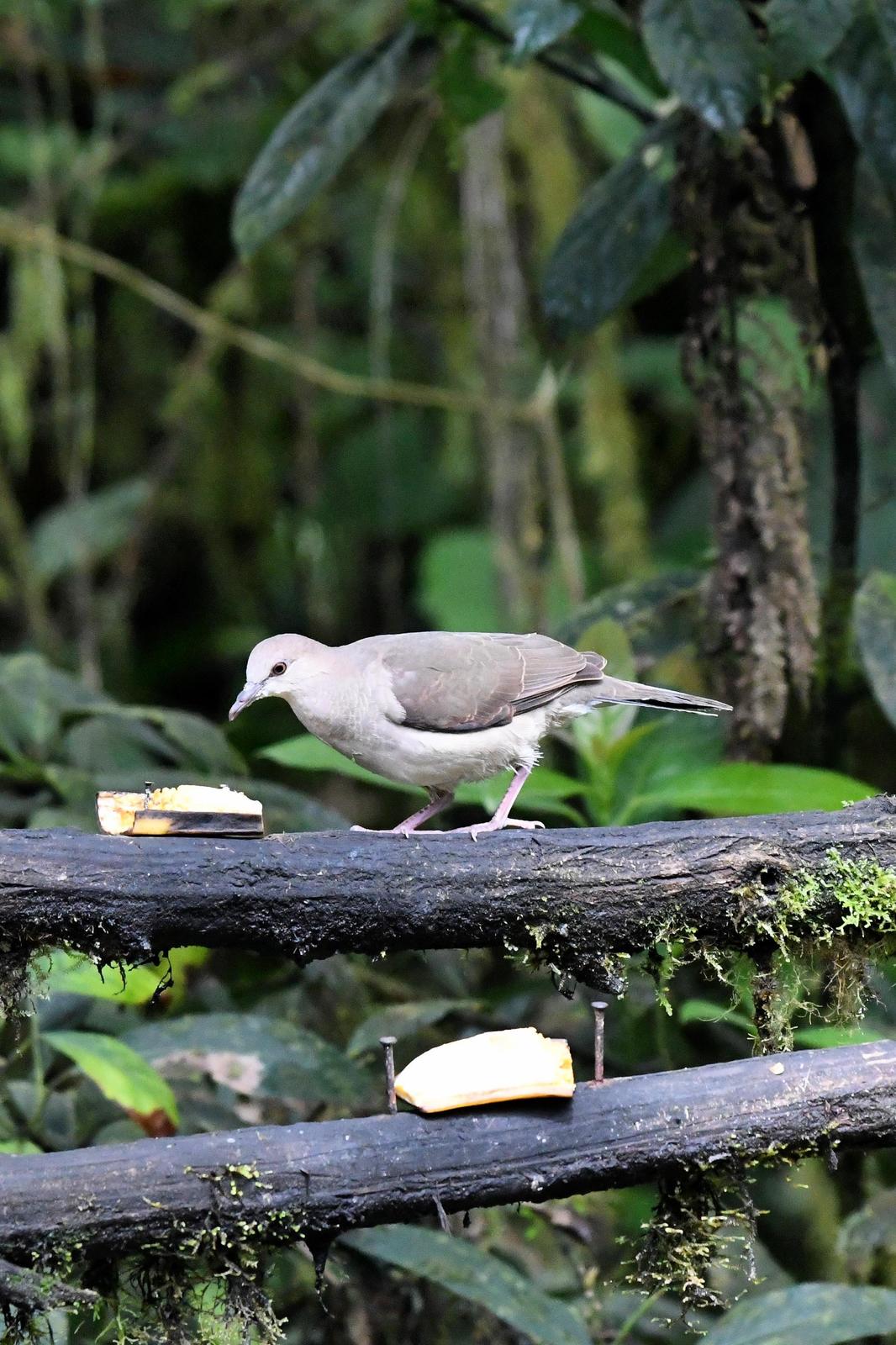 White-tipped Dove Photo by Ann Doty