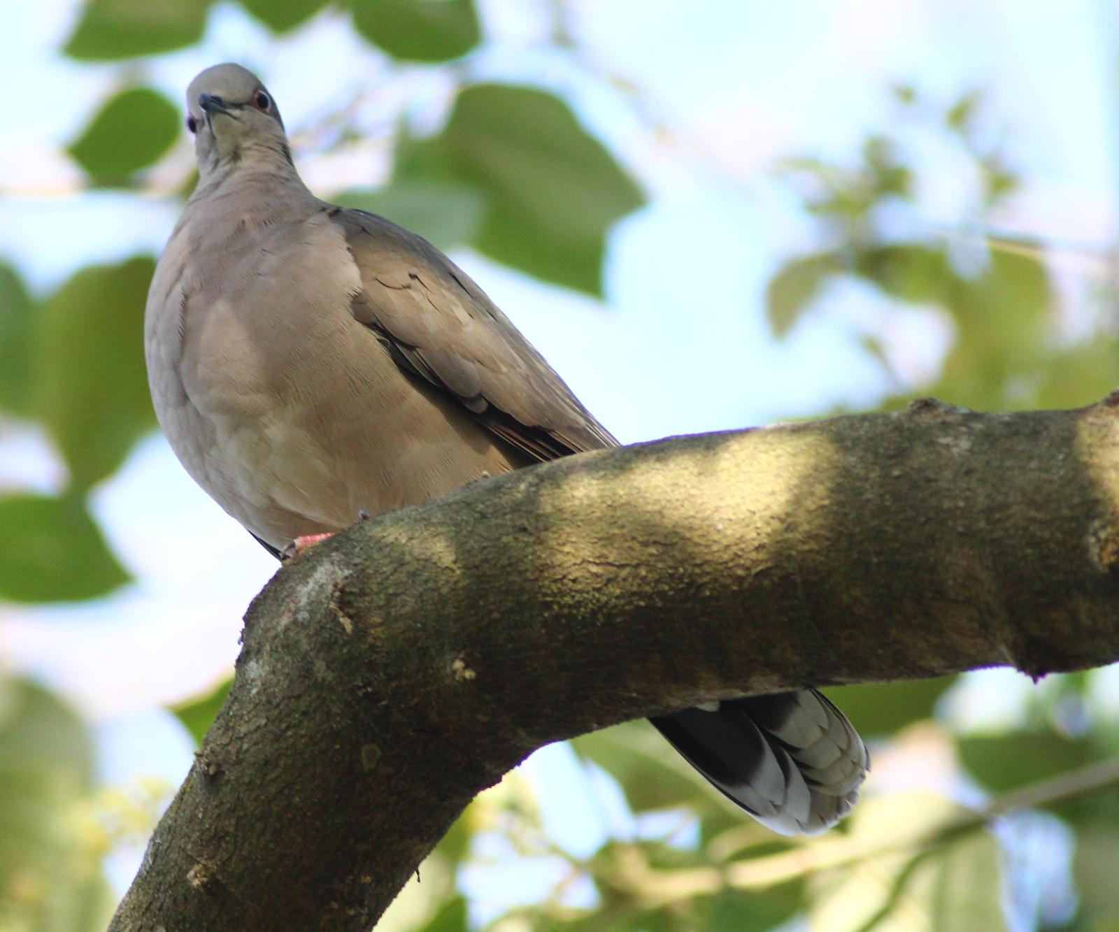 Large-tailed Dove Photo by Lee Harding