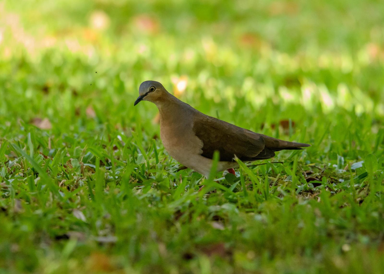 Gray-headed Dove Photo by Gerald Hoekstra