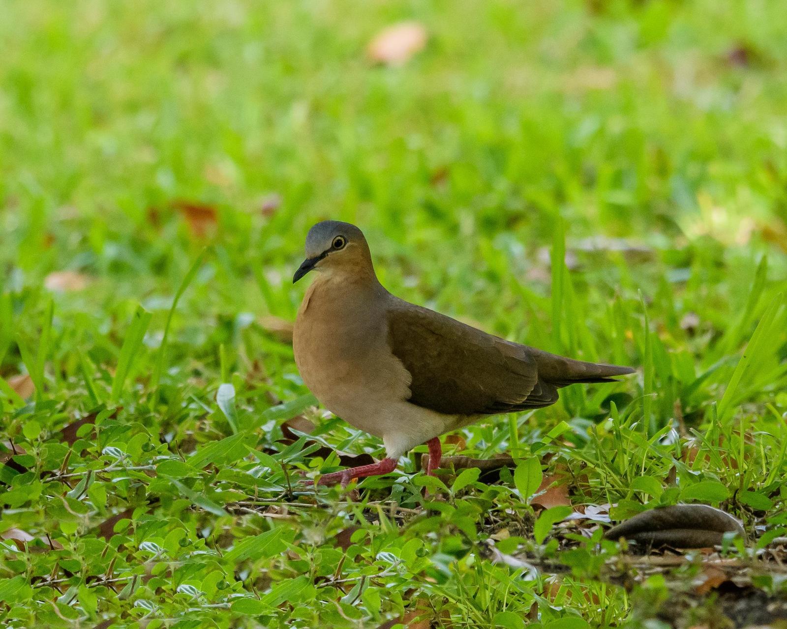Gray-headed Dove Photo by Gerald Hoekstra